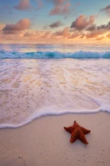 Fototapeten star fish laying on the sandy beach © jdross75