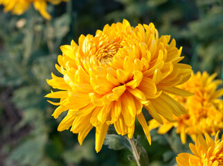 Yellow chrysanthemums in green leaves. Bush of autumn chrysanthemums. Garden plants..
