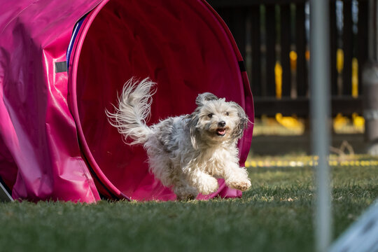 Hund im Hoopers Parcour