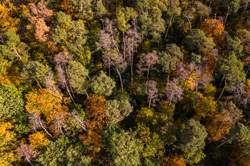 Ein zum Teil abgestorbener Mischwald mit kranken Fichten im Herzen von Europa gesehen aus der Luft