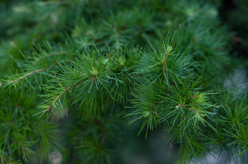 Fototapeta premium Green pine branches coniferous needles background closeup..Blur.