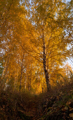 autumn in the forest, autumn trees in the Park, Golden leaves on the birch