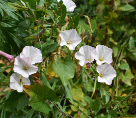 Convolvulus arvensis grows in the field