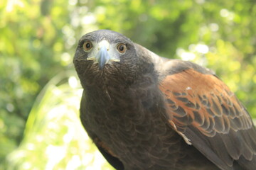 Aguililla Roja