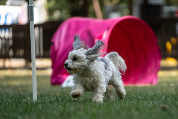 Hund im Hoopers Parcour