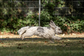 Obraz premium Hund im Hoopers Parcour