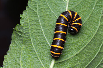 Caterpillar