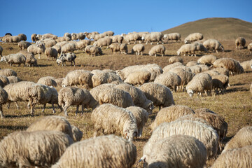 The shepherd grazes sheep in the mountains, a flock of sheep. Dagestan, national tradition