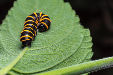 Caterpillar
