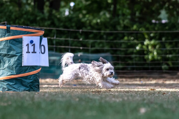 Hund im Hoopers Parcour