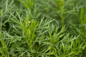 Close up of green conifers