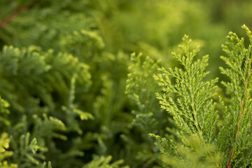 Close up of green conifers
