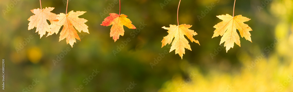Wall mural panoramic view of red maple leaves. panoramic view of maple leaf on colorful background