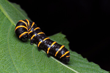 Caterpillar