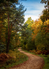 Autumn morning in the New Forest, UK