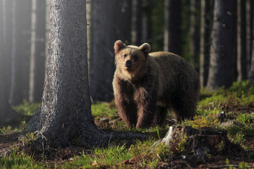 Fototapeta premium Wild brown bear in natural habibat. Brown bear in nice forest. Ursus arctos,close up.Wildliffe photography in the slovak country (Tatry)