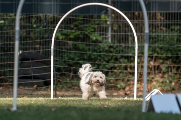 Hund im Hoopers Parcour
