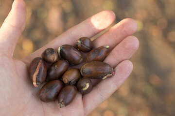 Sprouting acorns lying on the palm © Konrad