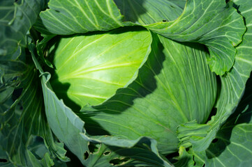 Fototapeta premium head of cabbage on a bed
