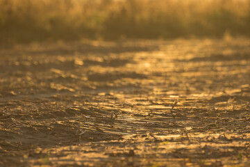 Obraz premium Indian summer at sunset