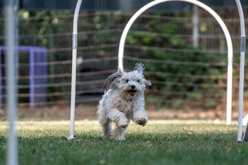 Hund im Hoopers Parcour