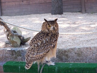 Aves