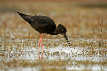 Himantopus novaezelandiae - Black stilt - kaki near lake Tekapo, New Zealand,  wading bird found in...