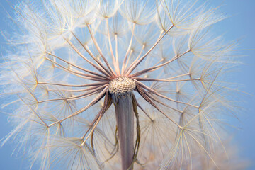 big dandelion seed on blue background