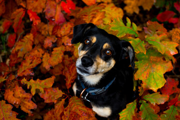 Black mongrel dog, pinscher among green leaves. Black dog on forest walk. Portrait of amazing...