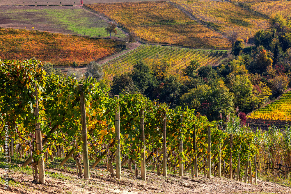 Wall mural Vineyards on the hills of Langhe in Northern Italy.