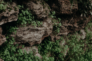 tree bark texture