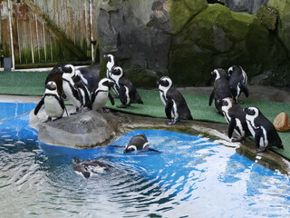 Fototapeta premium Aves