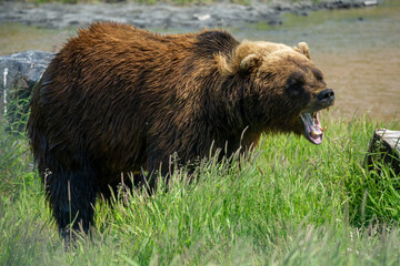brown bear in the forest