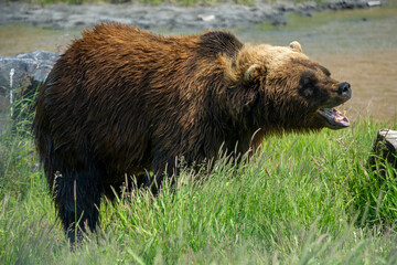 brown bear in the forest