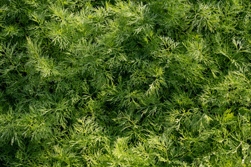 green dill on the bed covered with dew