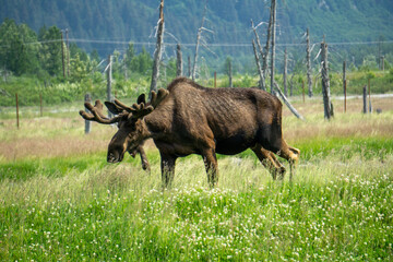 moose in park national park