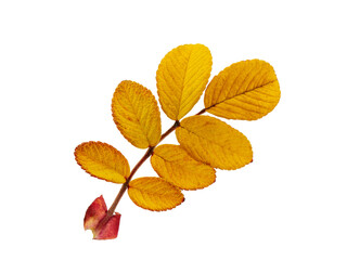 autumn rosehip leaf, isolate on a white background