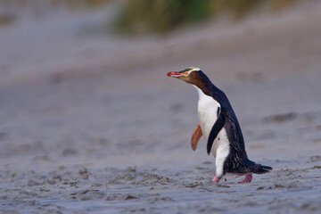 Yellow-eyed penguin - hoiho - Megadyptes antipodes, breeds along the eastern and south-eastern coastlines of the South Island of New Zealand, Stewart Island, Auckland Islands