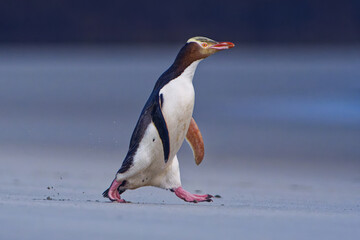 Yellow-eyed penguin - hoiho - Megadyptes antipodes, breeds along the eastern and south-eastern coastlines of the South Island of New Zealand, Stewart Island, Auckland Islands