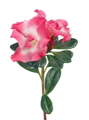 Fototapeten Azalee isolated azalea branch with large pink two blooms  © Alexander Potapov