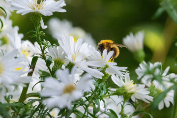 bee collecting nectar on a daisy