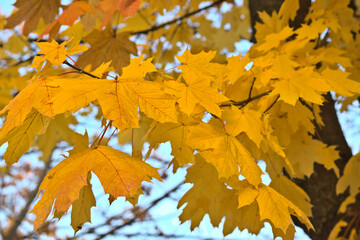 Golden leaves symbolizing autumn