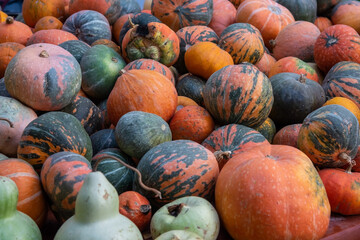 pile of pumpkins