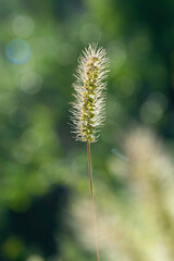 close up of a flower
