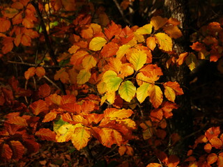 Background of red and yellow autumn foliage
