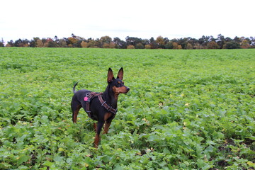 German Pinscher, Deutscher Pinscher