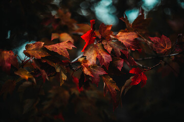 autumn leaves on the ground