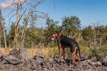 Hunting dog standing on rock wall near forest on sunny day