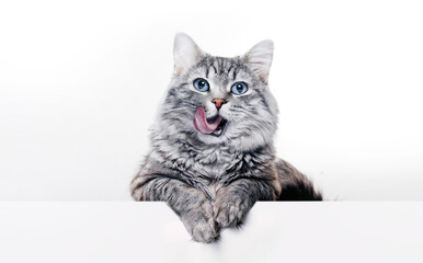 Funny large longhair gray kitten with beautiful big blue eyes lying on white table. Lovely fluffy...