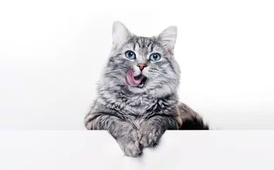 Foto op Plexiglas Funny large longhair gray kitten with beautiful big blue eyes lying on white table. Lovely fluffy cat licking lips. Free space for text. © KDdesignphoto